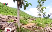 "Đại công trường" khai thác gỗ giữa rừng, không ai giám sát