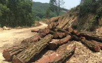 Lâm Đồng: Lâm tặc chặt hạ hàng loạt cây thông ba lá