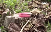 Chưa ngăn chặn triệt để nạn phá rừng