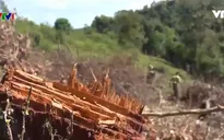 Phá rừng đặc dụng tại Điện Biên: Trách nhiệm của chủ rừng ở đâu?