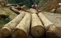 Tàn phá rừng phòng hộ ở Lào Cai