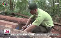 Đăk Lăk: Những hình ảnh “đại công trường” khai thác gỗ phá rừng đầu nguồn quy mô lớn