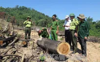 Sớm xét xử công khai vụ phá rừng tại An Lão, Bình Định