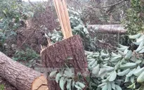 Kỷ luật hai cán bộ kiểm lâm để xảy ra phá rừng nguyên sinh ở Trường Xuân, Đắk Nông
