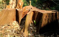 Chống chặt phá rừng: Cuộc chiến chưa bao giờ hết nóng