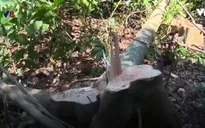 Đề nghị Phú Yên dừng dự án phá rừng nuôi bò thịt