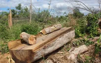 Nhức nhối tình trạng chặt phá rừng tự nhiên tại Lâm Đồng