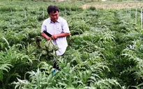 Phát triển bền vững mang lại nhiều lợi ích cho doanh nghiệp