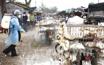 Hà Nội sẵn sàng ứng phó với dịch cúm gia cầm