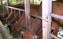 Phòng chống dịch bệnh cho gia súc mùa nắng nóng