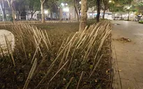 Tháo dỡ hàng rào chông tre ở vườn hoa Nhà hát lớn Hà Nội