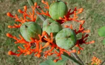 Cách sơ cứu khi trẻ ngộ độc cây ngô đồng
