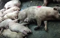 Phát hiện cơ sở giết mổ heo lở mồm long móng với số lượng lớn