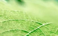 Cấu trúc gân lá có thể giúp tăng thời lượng pin