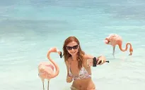 Mốt chụp ảnh với động vật trên bãi biển ở Caribe gây sốt