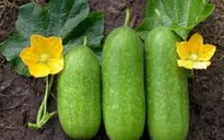 "Thần dược" chữa say nắng mùa hè cực hiệu nghiệm