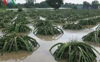 Bình Thuận: Gần 500ha thanh long bị thiệt hại do lũ