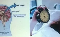 Melatonin, đồng hồ sinh học và giấc ngủ