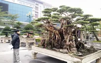 Ngắm những “siêu cây” đắt như... siêu xe