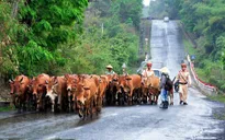 Đăk Lăk: Nỗ lực giảm tai nạn trên Quốc lộ 27