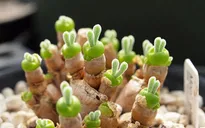 Khám phá loại cây 'siêu cấp dễ thương' đang khiến giới trẻ Nhật đang phát sốt