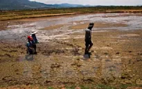 Lượng phù sa về ĐBSCL đang giảm mạnh