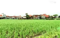 Làng hoa Phú Yên vắng nụ cười những ngày giáp Tết
