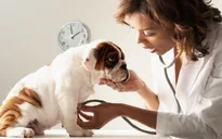 Phục vụ thú cưng - Mô hình kinh doanh mới thu nhiều lợi nhuận