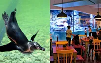 Nhà hàng chim cánh cụt thú vị tại Indonesia