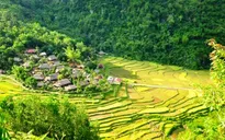 Khám phá mùa vàng tuyệt đẹp ở Pù Luông, Thanh Hóa