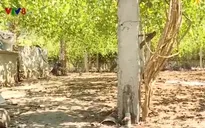 Hiệu quả mô hình trồng hoa thiên lý kết hợp nuôi vịt trên vùng cát