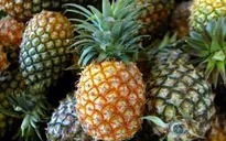 Không có dư lượng thuốc trừ cỏ trong các mẫu dứa ở Lào Cai