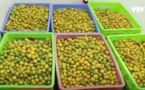 Nam Định: Phát triển vùng quất dược liệu an toàn