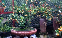 Xu hướng chơi quất bonsai ngày Tết