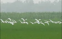 Những cánh cò chao nghiêng trên cánh đồng lúa miền Tây