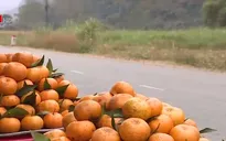 Nhiều thách thức với quả quýt vàng Bắc Sơn