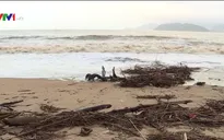 Rác tràn ngập bãi biển Nha Trang