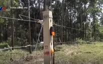 Đồng Nai chạy thử nghiệm hàng rào điện từ bảo vệ voi rừng