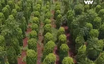 Phát triển rau hữu cơ Nhật Bản tại Đăk Lăk