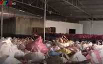 Nhập nhèm rau Trung Quốc, rau Đà Lạt
