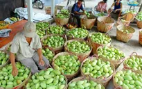 4 tháng, xuất khẩu rau quả đạt 1 tỷ USD