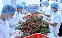 Xuất khẩu rau quả tháng 5 khởi sắc tăng 38% về giá trị