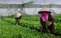 Còn nhiều tiềm năng phát triển nông nghiệp hữu cơ Việt Nam