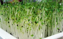 Rau mầm không đảm bảo có thể gây ra bệnh đãng trí