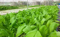 Nghịch lý nông sản sạch nhưng thiếu vắng đầu ra