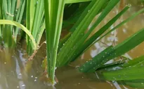 Cách phòng trừ rầy nâu hại lúa