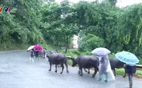 Rét đậm, rét hại tại miền núi phía Bắc, Sapa xuống còn 3 độ C