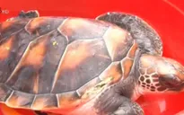 Ngư dân tự nguyện thả rùa lớn về biển