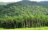 Khó khăn trong quản lý, bảo vệ rừng tại TT-Huế