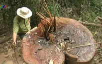 Kon Tum xử lý nghiêm vụ phá rừng phòng hộ ở Đăk Hà